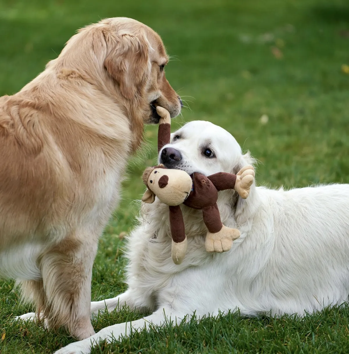 Pet park - apartamente de vanzare Cluj